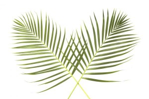 palm-sunday-global