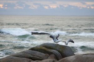 Photo: Seagulls